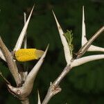 Vachellia cornigera flower picture by Nelson Zamora Villalobos (cc-by-nc)