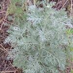 Artemisia austriaca habit picture by Fedan Hacizade (cc-by-sa)