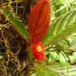 Columnea calotricha flower picture by Víquez Carazo Manuel (cc-by-sa)