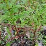 Epilobium coloratum leaf picture by desiree desiree (cc-by-sa)