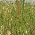 Typha domingensis fruit picture by Jagdish Gabhane (cc-by-sa)