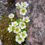 Saxifraga cespitosa flower picture by Gimenez Herve (cc-by-sa)