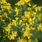 Cytisus striatus flower picture by Pedro Gaspar (cc-by-sa)