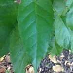 Croton mauritianus leaf picture by Daniel Barthelemy (cc-by-nc)