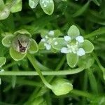 Sagina procumbens flower picture by PlantPirates (cc-by-sa)