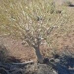 Euphorbia lamarckii habit picture by yisus (cc-by-sa)