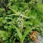 Veratrum album fruit picture by Hans Wurst (cc-by-sa)