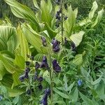 Aconitum columbianum flower picture by Straka Kelli (cc-by-sa)