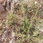 Plantago sempervirens habit picture by Sabaté Sant Jordi (cc-by-sa)