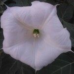 Datura wrightii flower picture by Sonia Miranda (cc-by-sa)