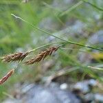 Carex ferruginea fruit picture by Yoan MARTIN (cc-by-sa)