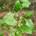 Nothofagus obliqua leaf picture by Daniel Barrera Angulo (cc-by-sa)