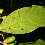 Ocotea dendrodaphne leaf picture by Nelson Zamora Villalobos (cc-by-nc)