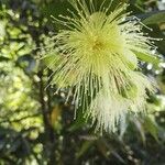 Syzygium samarangense flower picture by Patrick FIAT (cc-by-sa)