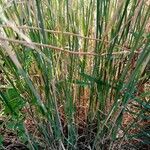 Phalaris coerulescens leaf picture by victor belloc (cc-by-sa)