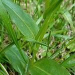 Dactylorhiza viridis leaf picture by Pierre LEON (cc-by-sa)