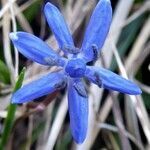 Scilla vindobonensis flower picture by Michael Andresek (cc-by-sa)