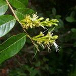 Hirtella tubiflora flower picture by Nelson Zamora Villalobos (cc-by-nc)