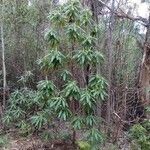 Bedfordia arborescens habit picture by Daniel Grixti-Cheng (cc-by-sa)