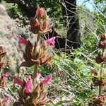 Salvia spathacea flower picture by Monika Kopp (cc-by-sa)