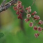 Ribes petraeum flower picture by Jean-Francois Julien (cc-by-sa)