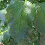 Campsis radicans leaf picture by Florian Florian Millet (cc-by-sa)