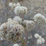 Eriogonum latifolium flower picture by Liz Pucket (cc-by-sa)