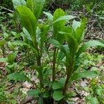 Cynoglossum germanicum leaf picture by Michael M. (cc-by-sa)