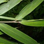 Chusquea patens leaf picture by Nelson Zamora Villalobos (cc-by-nc)