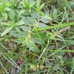 Euphorbia hirta habit picture by Sarah Smadja (cc-by-sa)