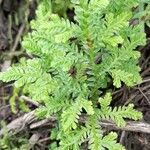 Selaginella novae-hollandiae habit picture by Trap Hers (cc-by-sa)