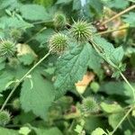 Geum urbanum fruit picture by Franck Schneider (cc-by-sa)