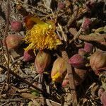 Cochlospermum tinctorium flower picture by Maarten Vanhove (cc-by-sa)