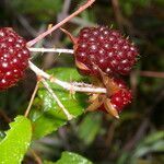 Rubus glaucus fruit picture by Nelson Zamora Villalobos (cc-by-nc)