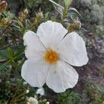 Cistus libanotis flower picture by Paul de Ferrières (cc-by-sa)