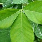 Crotalaria pallida leaf picture by Chandru Chawla (cc-by-sa)