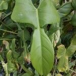 Philodendron bipennifolium leaf picture by Makoto Makoto (cc-by-sa)