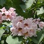 Catalpa bungei flower picture by Dieter Albrecht (cc-by-sa)