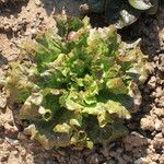 Lactuca sativa habit picture by Pierre Bonnet (cc-by-sa)