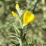 Genista microphylla flower picture by Daniel schefer (cc-by-sa)