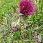 Cirsium horridulum flower picture by Amanda Kuntz (cc-by-sa)