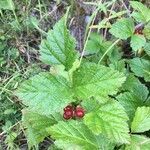 Rubus saxatilis habit picture by Daniel Barthelemy (cc-by-nc)