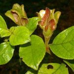 Drymonia alloplectoides leaf picture by Nelson Zamora Villalobos (cc-by-nc)