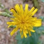 Hieracium sabaudum flower picture by santepIab (cc-by-sa)