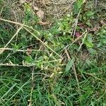 Cerastium fontanum habit picture by Eldsyn (cc-by-sa)