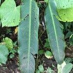 Heliconia clinophila leaf picture by Daniel Barthelemy (cc-by-nc)