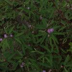 Mimosa xanthocentra habit picture by Nelson Zamora Villalobos (cc-by-nc)