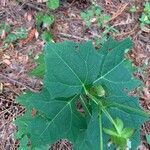 Smallanthus uvedalia leaf picture by Matthew Dyer (cc-by-sa)