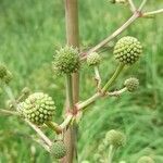 Eryngium horridum flower picture by Trap Hers (cc-by-sa)