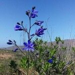 Pasithea caerulea flower picture by Celis Cristian (cc-by-sa)